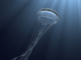 C4D水母游动动画模型工程 Procedural Bioluminescent Jelly