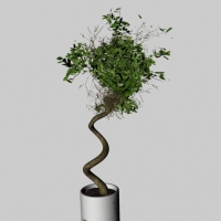 盆景植物C4D模型 Bonsai plants