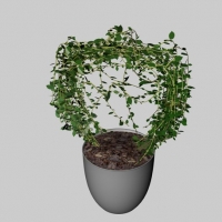 绿色植物盆景C4D模型 Green plants