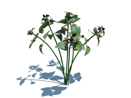 野芝麻c4d植物杂草模型下载Lamium purpureum v3