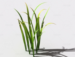 野草植物C4D模型 wild-grass-d3