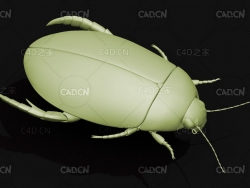 黄边大龙虱 昆虫甲虫C4D模型 Cybister japonicus