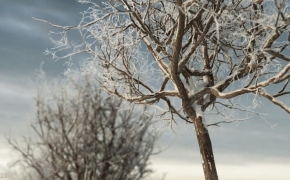 冬天的树木3D模型 iTrees vol.3 Winter
