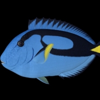 海洋动物模型：鱼3D模型 Blue Tango