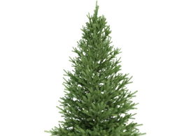 景观树 松树C4D模型 pinus 3d model