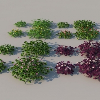草花植物：酢浆草C4D模型 oxalis 3d model