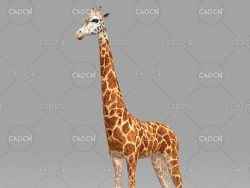 长颈鹿 giraffe