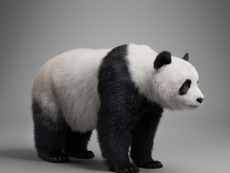 国宝大熊猫模型VFX Grace - Panda Animation