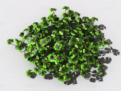 酸浆草酸酸草斑鸠酸三叶酸酸咪咪钩钩草植物C4D模型 oxalis-b3