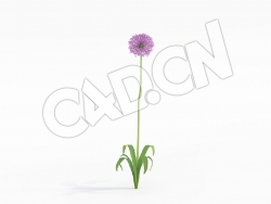 C4D公园花卉吉安花大花葱模型 Allium_G