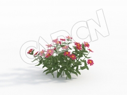 C4D紫色百日菊花卉模型 Zinnia_B