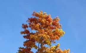 秋天黄叶景观小树C4D模型 The autumn trees 3D model