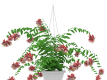 C4D花卉模型：盆吊花 扶桑花 Hibiscus