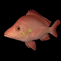 海洋鱼模型：驼背笛鲷3D模型 Hump Back Red Snapper