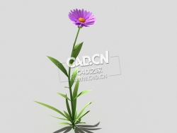 紫色野菊花花卉植物C4D模型 common-flower-d2 3d model
