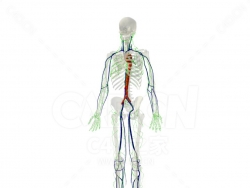 淋巴系统医学人体 Lymphatic System an overview