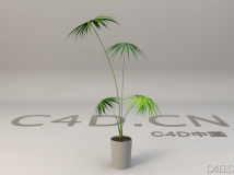 小蒲葵植物模型 蒲葵盆景C4D模型 Palmetto