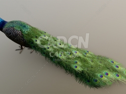 C4D孔雀鸟类动物模型（未开屏）
