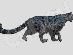 低面行走的豹子动物C4D模型(包含骨骼绑定和动画)
