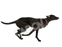 奔跑的普罗特猎犬C4D模型