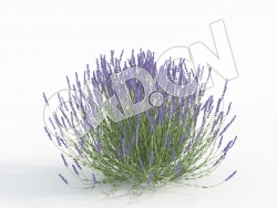 C4D盛开的薰衣草紫色花卉模型 Lavandula_I