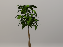 C4D盆景植物 发财树盆景3D模型 Pachira Bonsai
