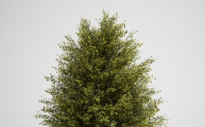 树木3D模型合集 CGAxis Models Volume 5: Trees