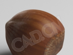 C4D榛子果实模型 Hazelnut
