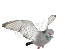 飞翔的鸽子C4D模型