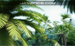 棕榈树3D模型合辑 R/D Group iTrees Palms vol.1