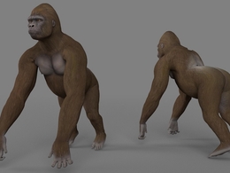 大猩猩C4D模型 Gorilla 3d model