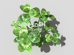 三叶草植物C4D模型 clover-b2 3d model