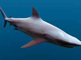 鲨鱼C4D模型 Cinema 4D Shark 3D Model