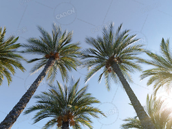 5颗棕榈树椰子树C4D模型Phoenix Dactylifera True Date Palm 3D Models