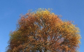 秋天黄叶树木C4D模型 And yellow leaves of autumn trees 3D model