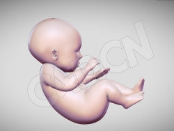 婴儿baby胎儿幼儿小孩模型