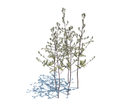 艾草蒿草植物杂草模型下载Artemisia Vulgaris v3