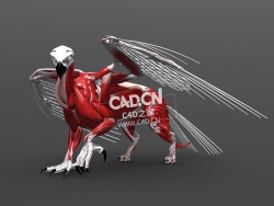 鹰头狮身兽肌肉骨架C4D模型 Gryphon Anatomy