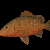 海洋鱼模型：红笛鲷3D模型 Mangrove Rad Snapper