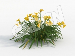 C4D金针菜萱草花模型 Hemerocallis_F