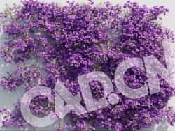 C4D爬藤花卉毛宝巾 模型 Bougainvillea glabra 3d model