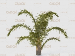 棕榈树 棕树C4D模型 Queen Palm Tree 3D Model