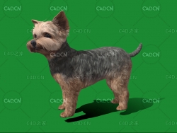 C4D约克夏犬宠物狗模型