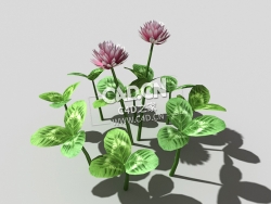 三叶草植物C4D模型 clover-c2 3d model