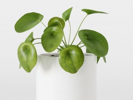 CINEMA 4D室内绿植：白色极简花盆中的圆叶草特征性硬币形状叶片高清室内植物3D模型C4D