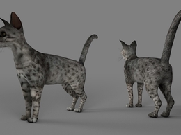 灰色花猫C4D模型 Grey cat