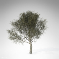 柳树C4D模型 Crack Willow 3d model