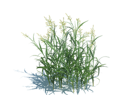 丝带草植物杂草模型下载Phalaris arundinacea v3