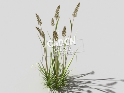 根际草常绿草根草植物C4D模型 bent-grass-c3 3d model