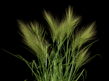 C4D植物模型-麦子3D模型 Wheat